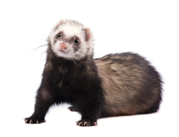 Home - Pet Land Ferrets