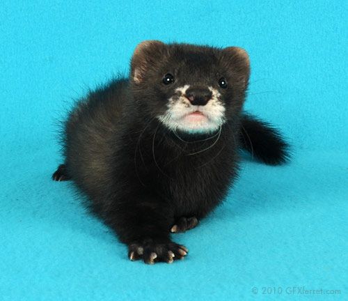 black Color ferrets