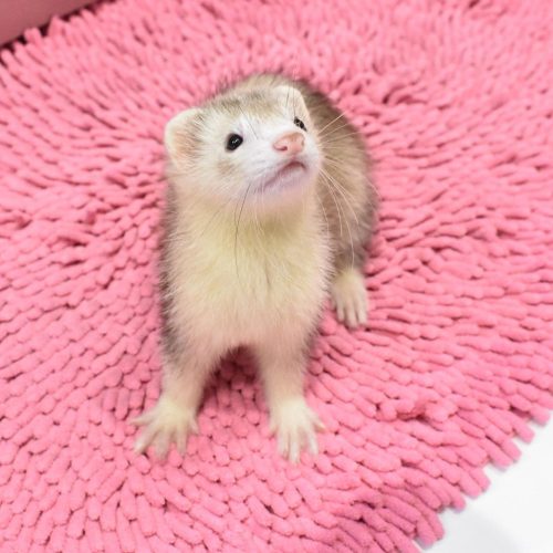 buy ferret near me
