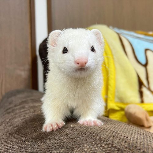 black-eyed white ferret for sale