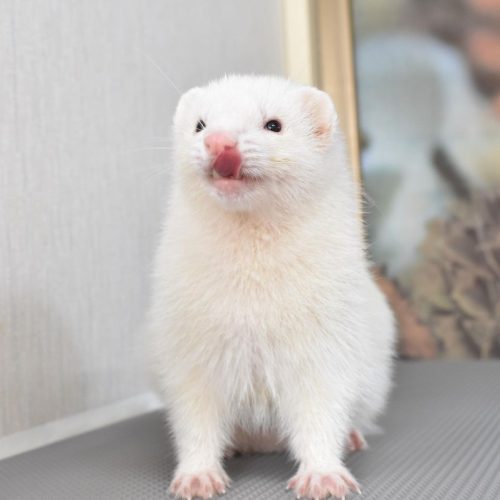 baby ferret for sale