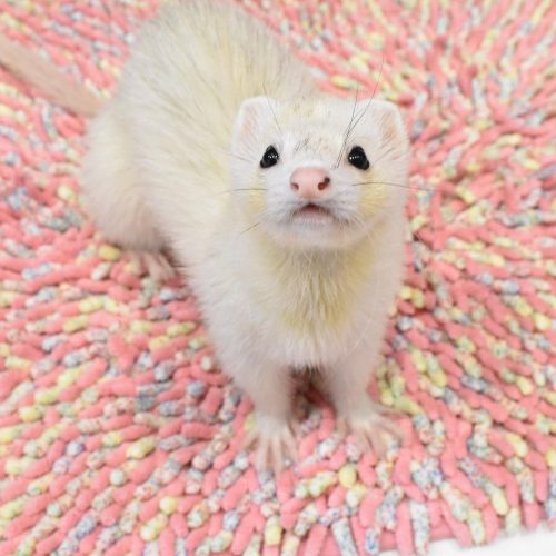 ferrets for sale near me